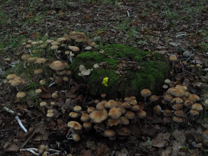 Vagevuurbos en Lippensgoed-Bulskampveld (België)